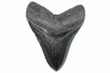 Serrated, Fossil Megalodon Tooth - South Carolina #289335-1